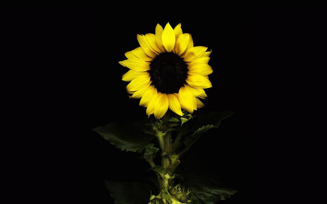 sunflower wallpaper hd