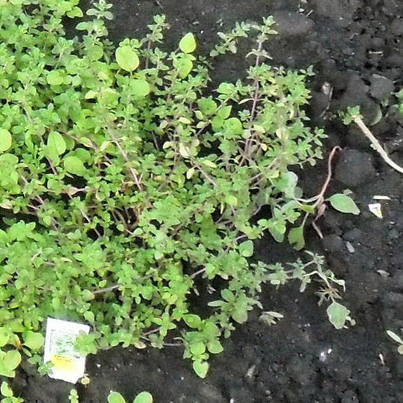 Backyard Patch Herbal Blog Herb of the Week Thyme, English, German