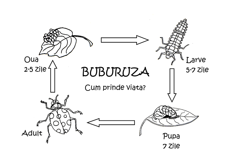 ? Resurse pentru copii Crestini: {lapbook Buburuza}