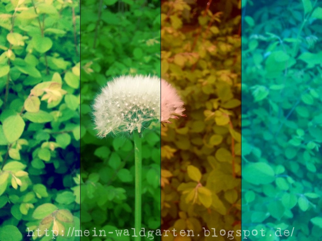 Mein Waldgarten Lowenzahn