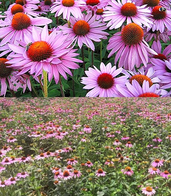 Medicinal Plants in India echinacea purpurea seeds for sale