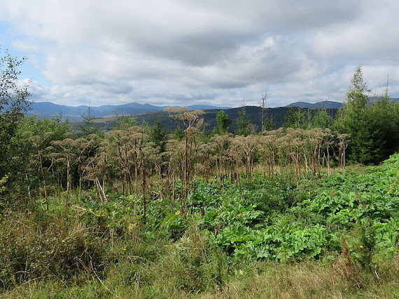 Barszcz Sosnowskiego (Heracleum sosnowskyi Manden.).