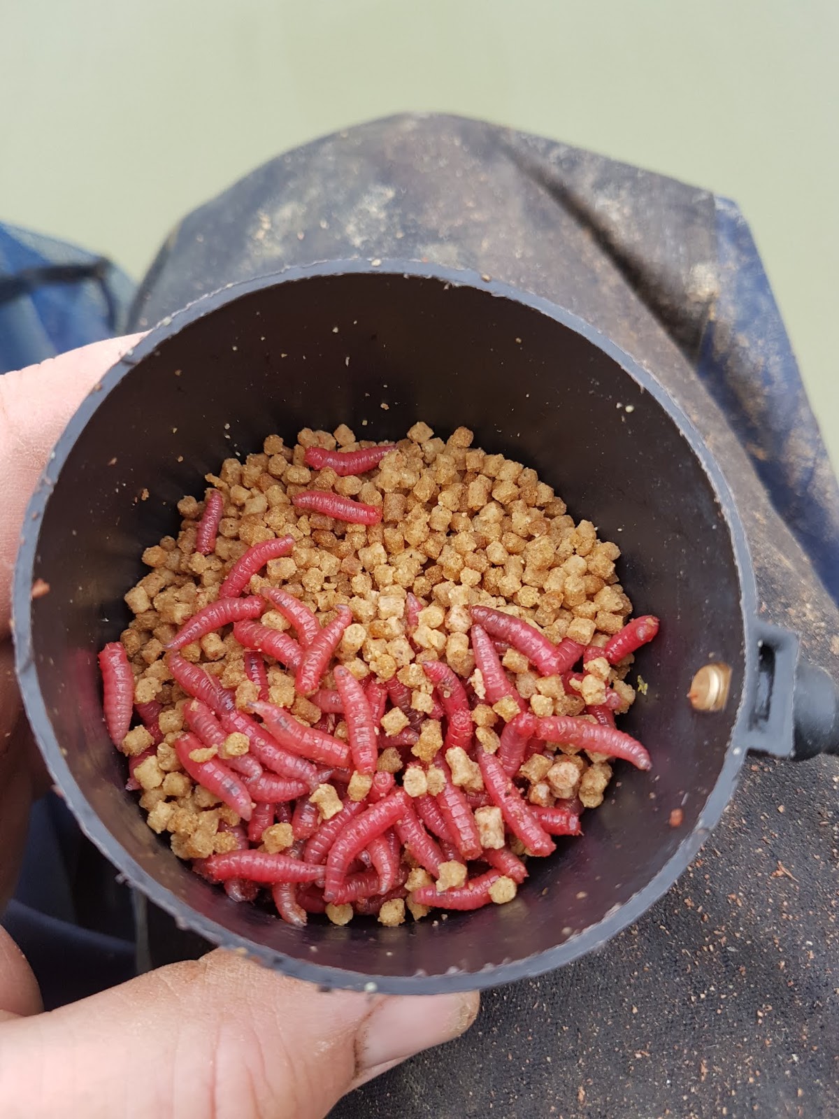maggots for fishing