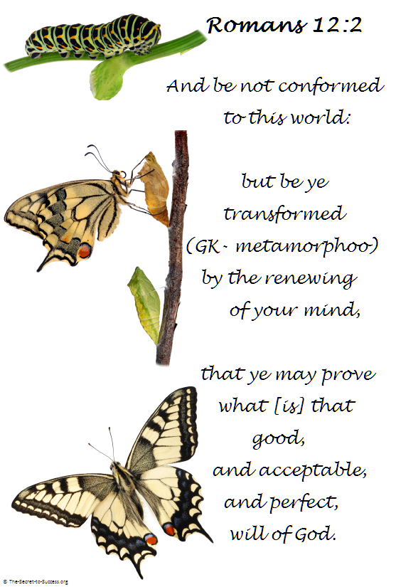 Transformation The Butterfly Soil of the Soul