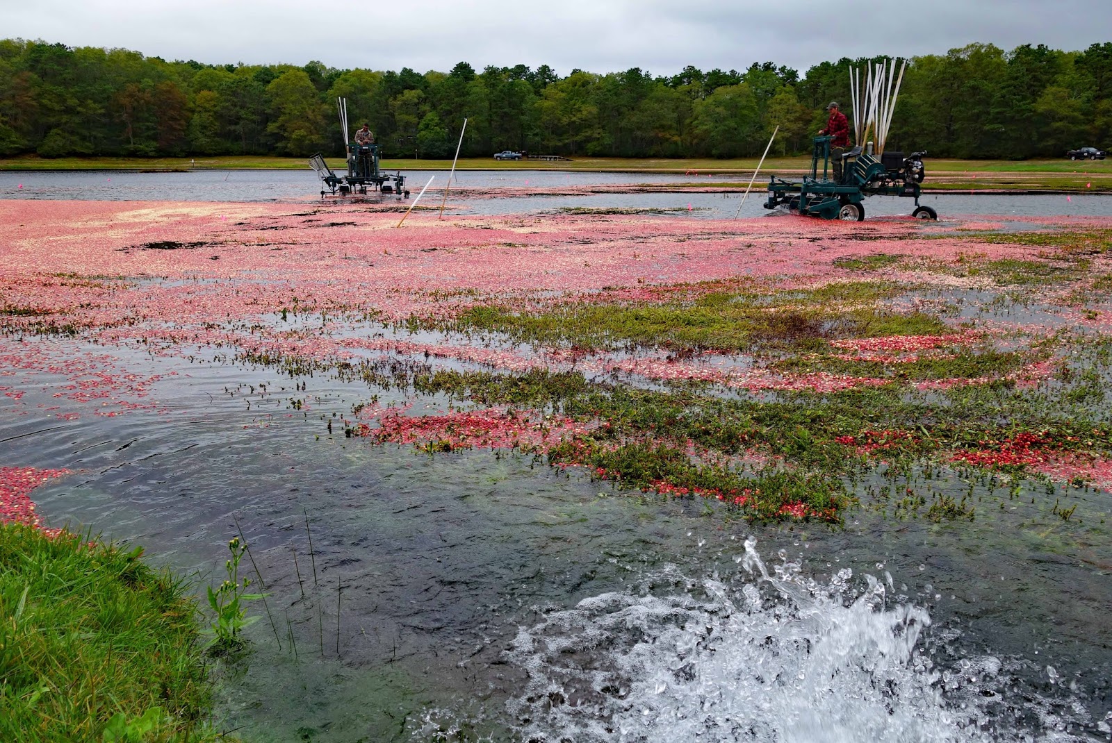 Joe's Retirement Blog Cranberry Harvest, Landers Farms, Ellisville
