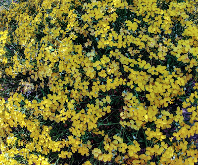 yellow mound of flowers new mexico
