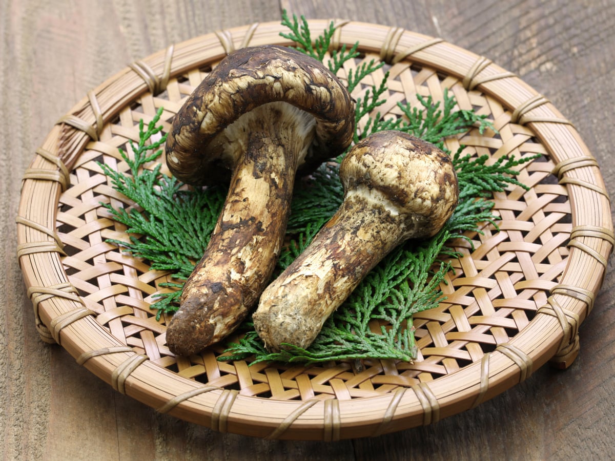 Why has matsutake mushroom cultivation not been a success? Organic