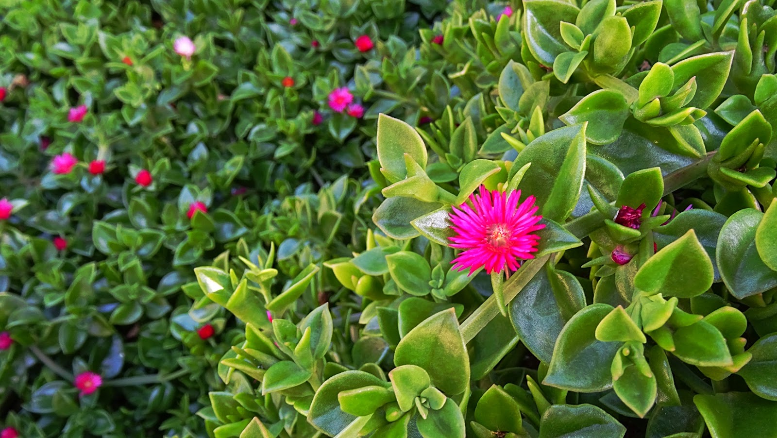 NixPixMix ICE PLANT