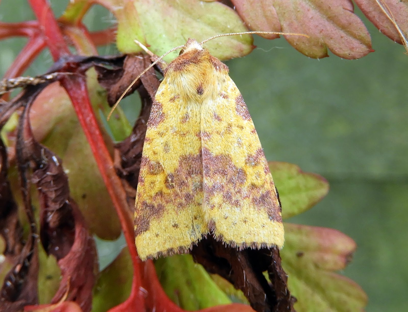 birdingexmouth Autumn Moths