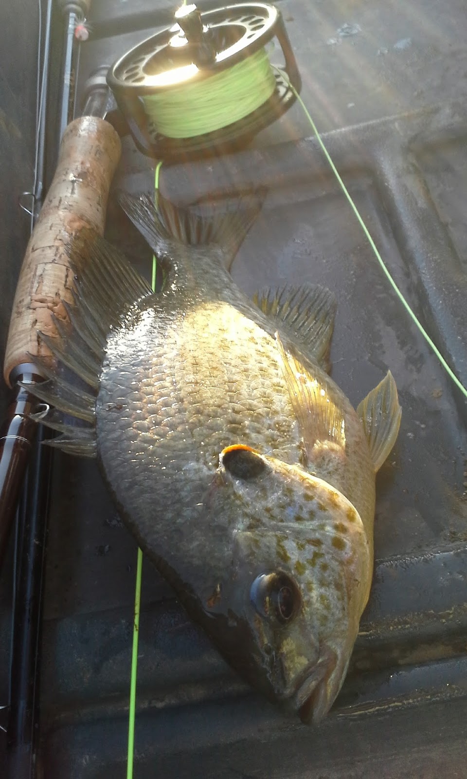 The Show Me Fly Guy Fishing With Tom on Lone Jack Lake