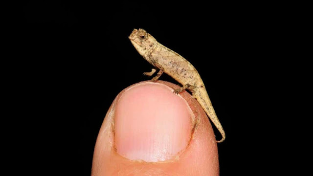 The Top 15 World’s Smallest Animals 2021 (Tiny Adults)