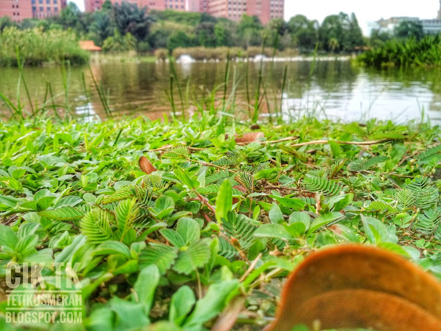 pokok semalu di tasik