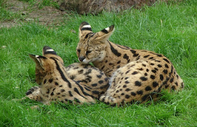 alt="madre serval con sus crias"