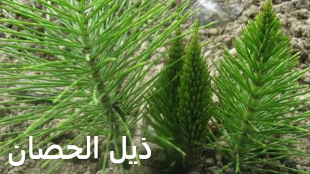 علاج تساقط الشعر,تساقط الشعر,التخلص من تساقط الشعر,تساقط الشعر وعلاجه,علاج تساقط الشعر الشديد,طرق علاج تساقط الشعر,علاج تساقط الشعر عند النساء,لتساقط الشعر,علاج تساقط الشعر نهائيا,تساقط الشعر للنساء,علاج تساقط الشعر الوراثي,علاج تساقط الشعر بعد الولادة,منع تساقط الشعر,لمنع تساقط الشعر,حل تساقط الشعر,تكثيف الشعر,أسباب تساقط الشعر,تكثيف ومنع تساقط الشعر,تساقط الشعر عند البنات,الحد من تساقط الشعر,علاج مشكلة تساقط الشعر,الشعر,تساقط الشعر في المنام أفضل 10 مكملات غذائية طبيعية للحد من تساقط الشعر