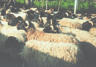 Πρόβατα: Ελληνικές φυλές