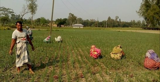 পীরগঞ্জে পিঁয়াজের বাম্পার ফলনে কৃষকের ভাগ্য উন্নয়নের সম্ভবনা