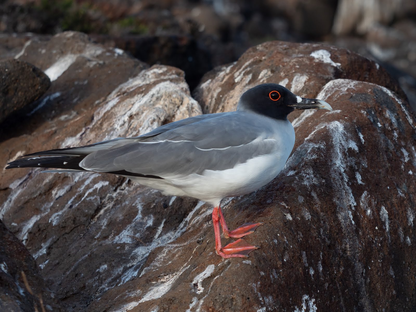 Galapagos and Ecuador - August 2019