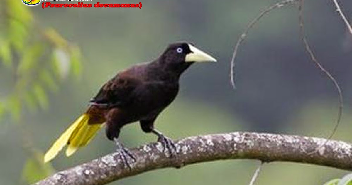 Featured image of post Pássaro Amarelo Com Preto : Circe denyer lançou esta imagem pássaro amarelo e preto sob licença de domínio público.