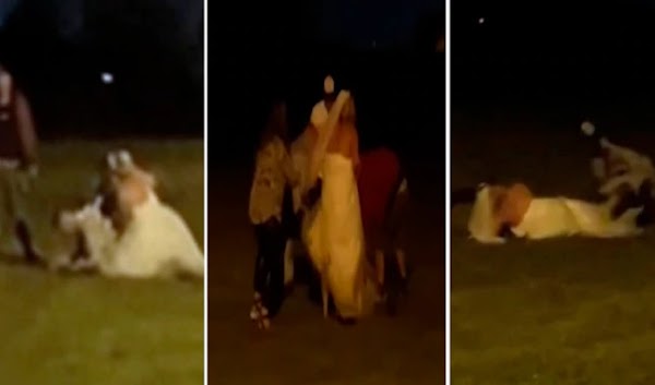 Difunden video de" Boda "Coronavirus "que terminó en batalla campal con invitados inconscientes Difunden video de" Boda "Coronavirus "que terminó en batalla campal con invitados inconscientes