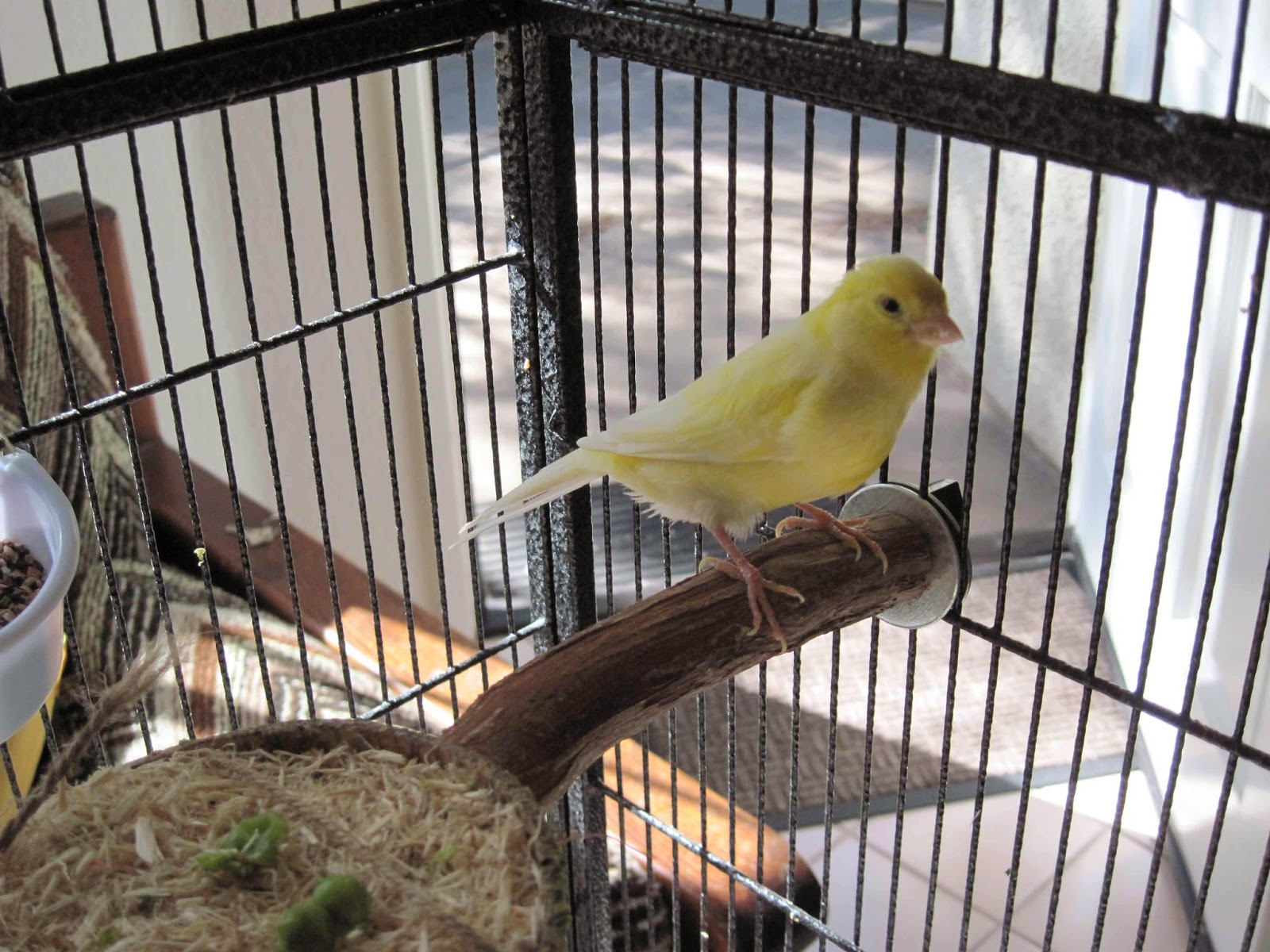 Dr. Marie Hulett's Animal Files & Other Stuff! Brought to You by The