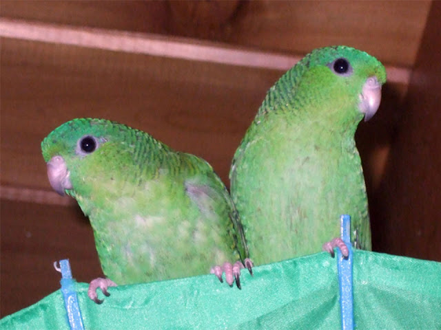 Lineolated Parakeet Breeding, Barred Parakeet, Parakeet Nest, Parakeet Bird