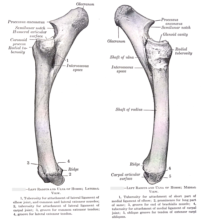 Radius Bone In Animals