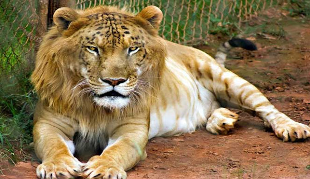 10 MOST UNIQUE HYBRID ANIMALS IN THE WORLD
