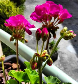Cuidando do Jardim: 3 cuidados para ter os Gerânios sempre com flores