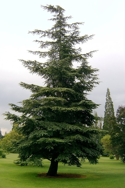 Montesymasdebucuesa: ENCICLOPEDIA BOTANICA DE NUESTRO ENTORNO. 14