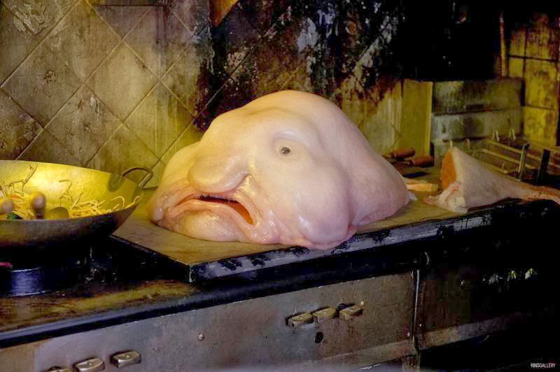 blobfish alive blobfish alive