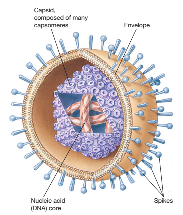 The components of an animal virus