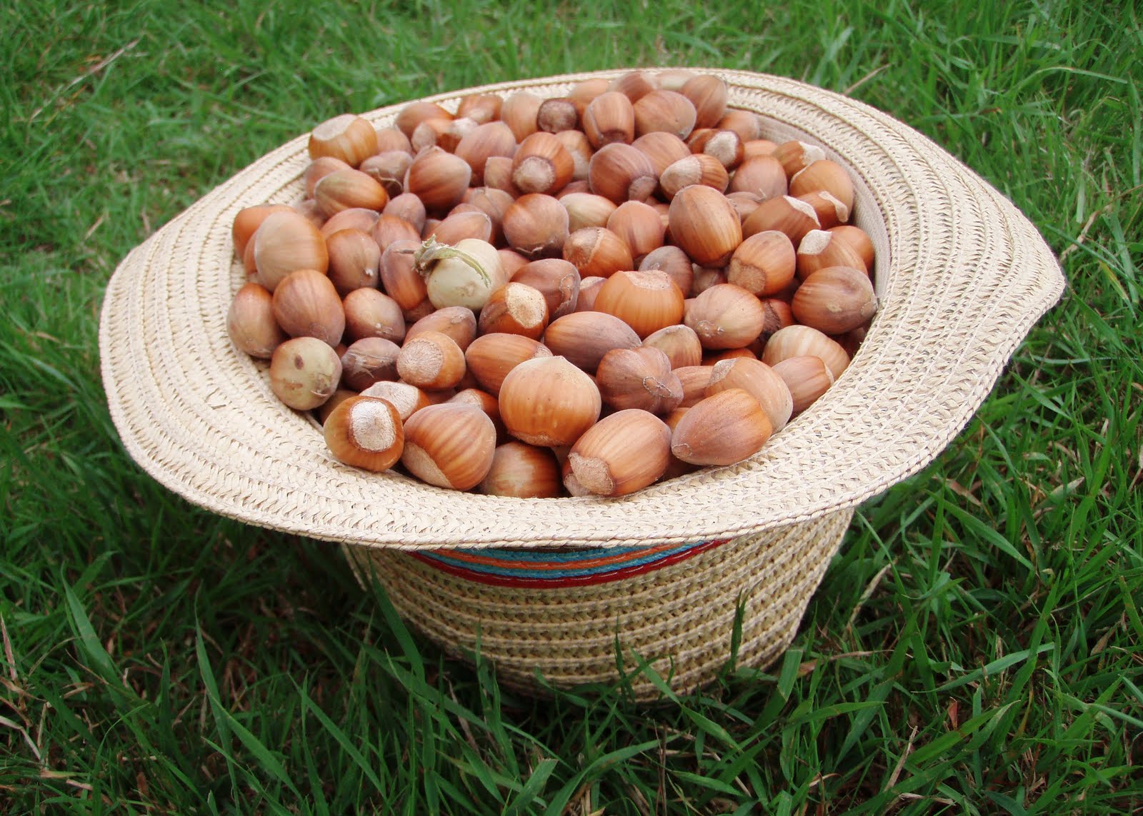 The Urbane Forager Hazelnuts, Delicious and Nutritious