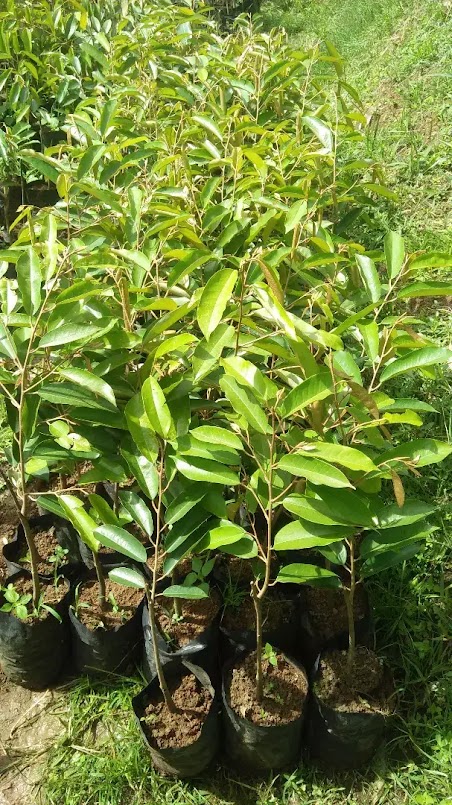 bibit pohon durian namlung kualitas unggul Panton Reu