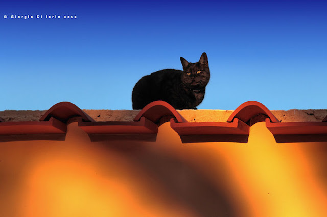 Il Gatto Sul Tetto Che Scotta