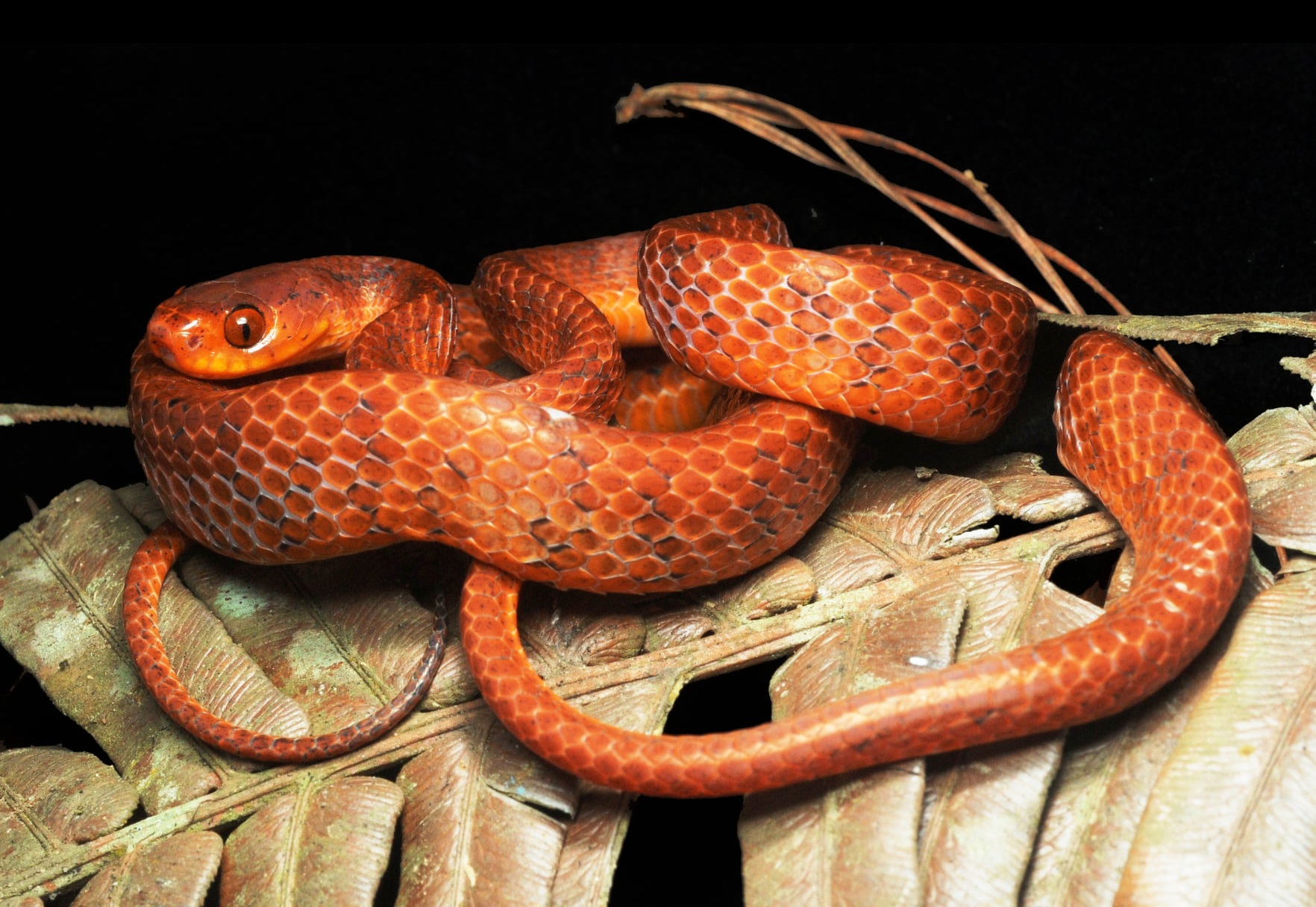 День змеи какой день. Эфиопская Горная гадюка. Змеи гибриды. Международный день змеи. Мохнатая змея.