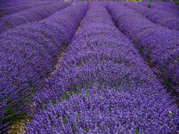Ukhwah Dehearty Foto Bunga  Lavender 