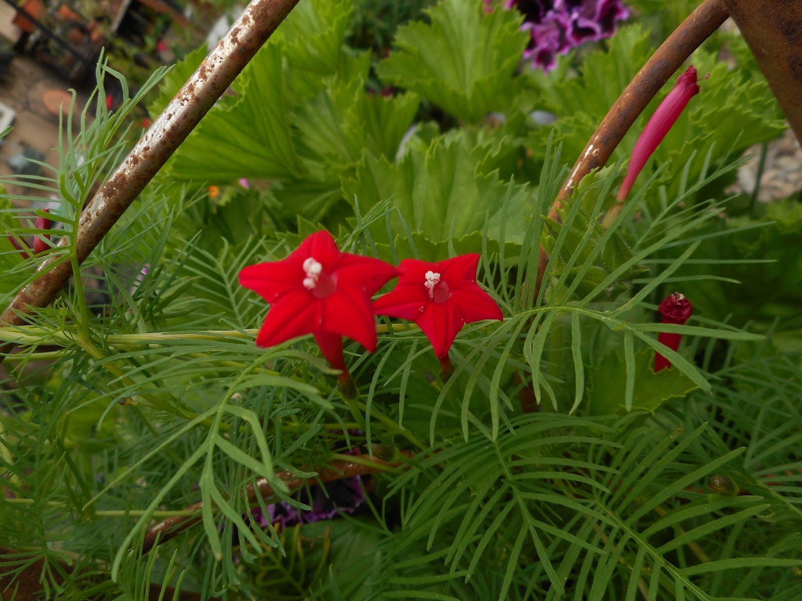 ипомея квамоклит красная. ипомея квамоклит перистый фото. ипомея квамоклит. ипомея квамоклит перистый фото. вьюнок квамоклит красная.