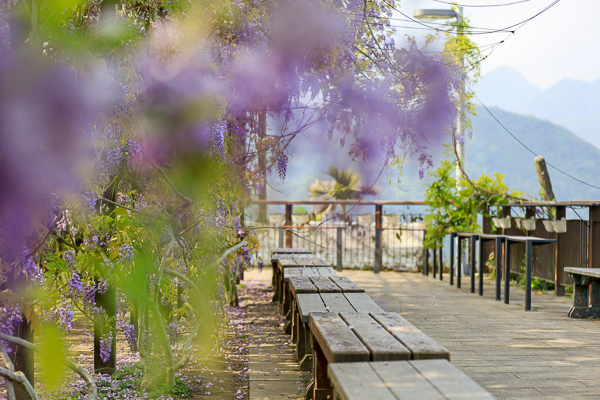 嘉義瑞里紫藤花季茶壺民宿餐廳，茶壺外的紫色風暴，免費參觀