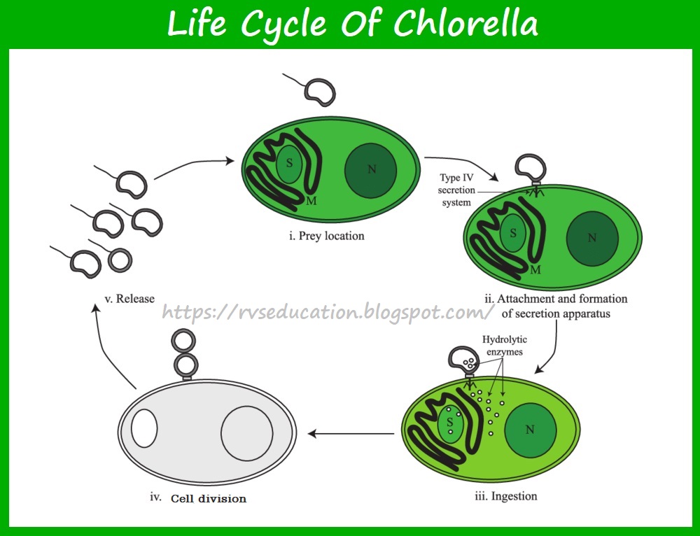 Life cycle of Chlorella, Classification of Chlorella , reproduction in