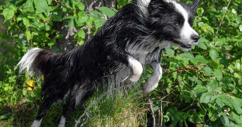 Older adults should beware of owning these 10 dog breeds