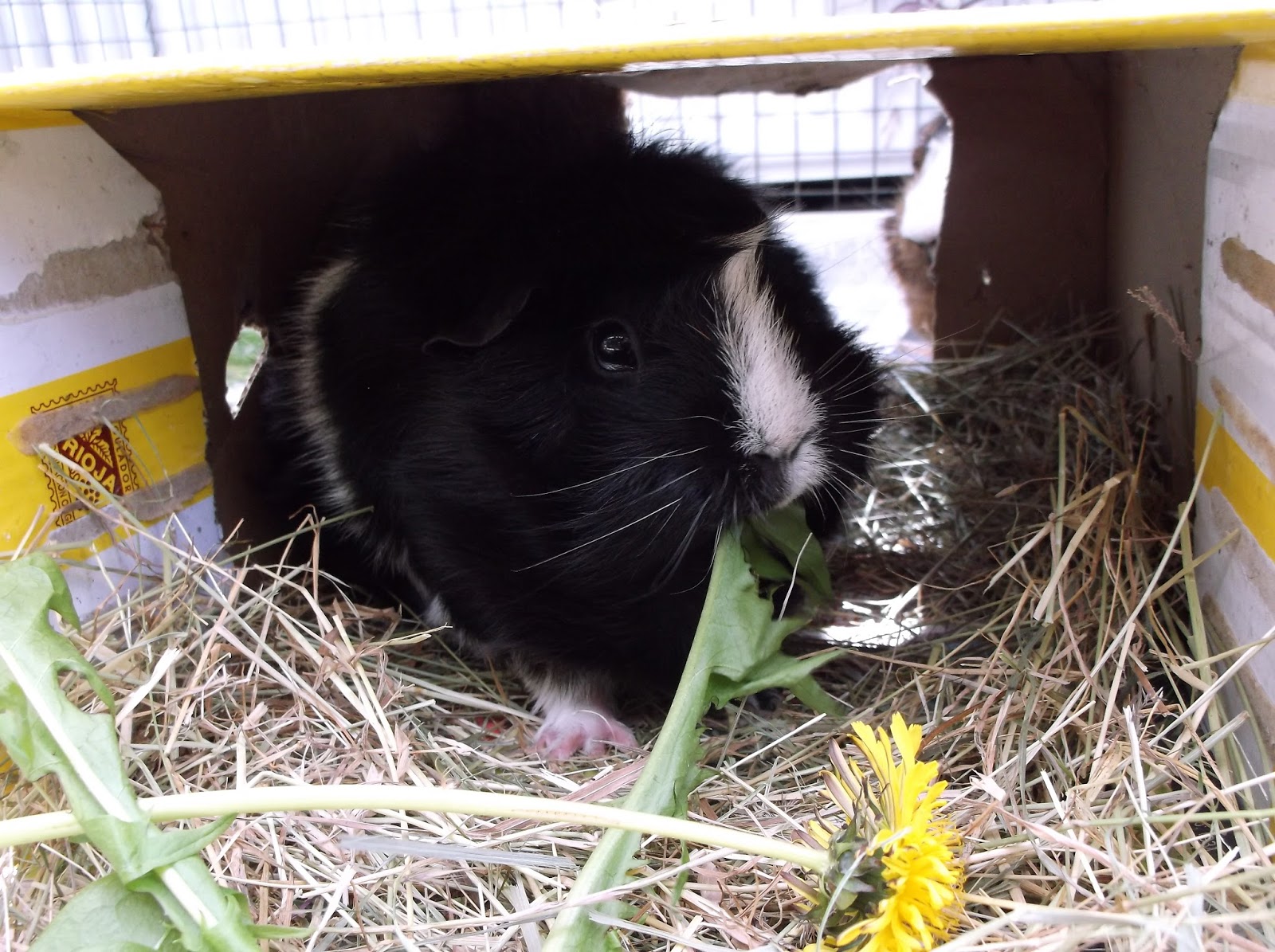 Undercover Guinea Pigs A Piggy A Z. D is for Dandelion.