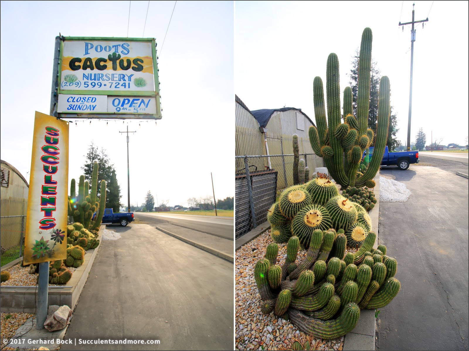 Field trip to Poot's Cactus Nursery (part 1)