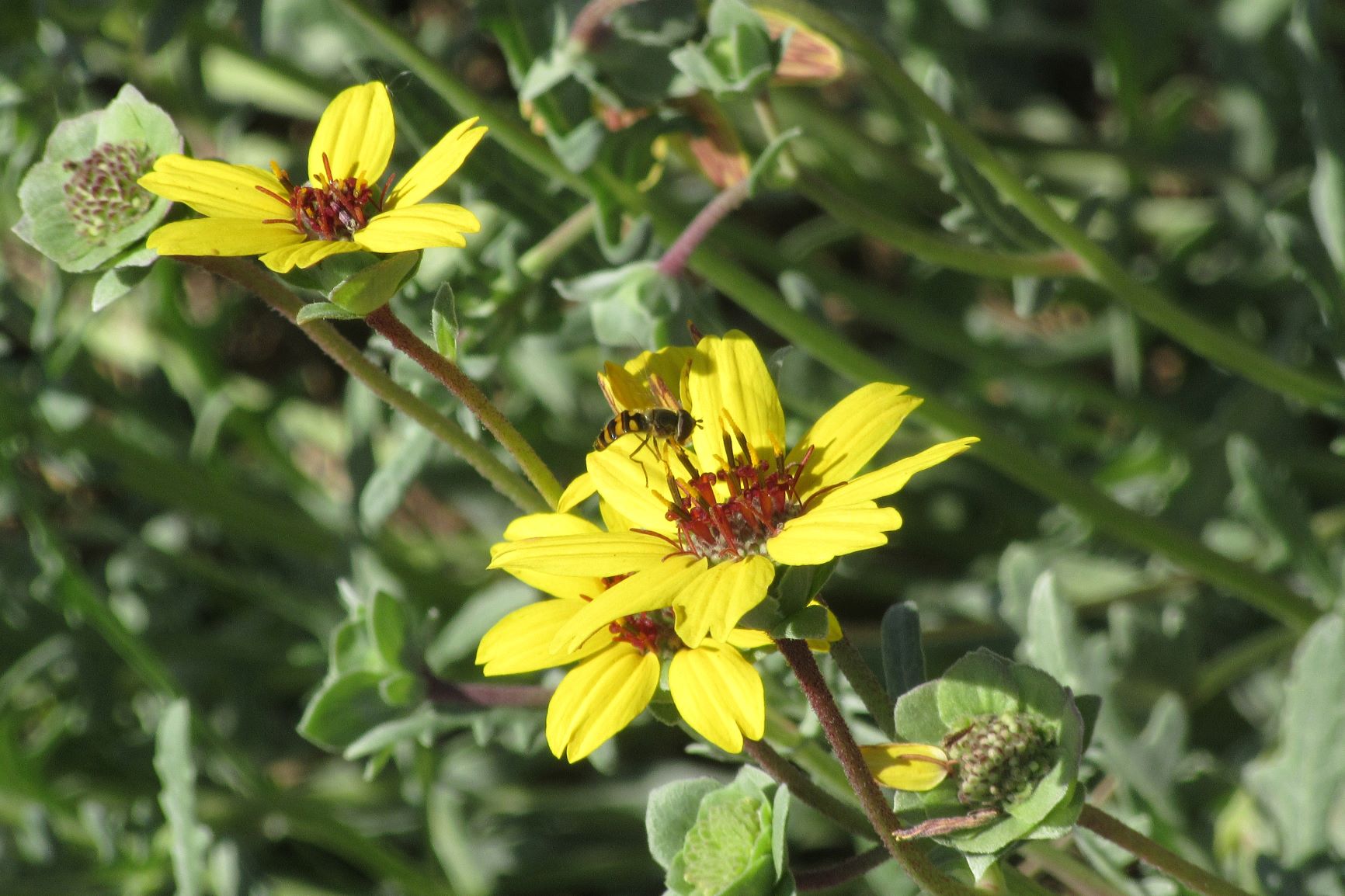 Mother Nature's Montrose Garden Plant of the Month (August