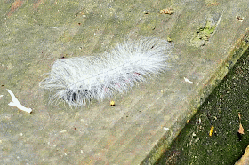 white caterpillar, GIF