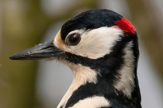 Great Spotted Woodpecker DFBridgeman