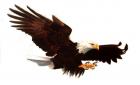 Eagles fly singly