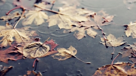 Tuyển tập những hình ảnh động đẹp về mùa thu