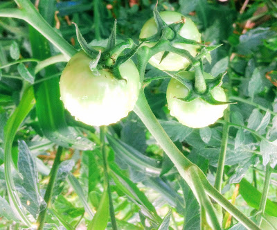A foto mostra lindos tomates ainda verdes e certamente estão cheia de agrotóxicos as pessoas comparam no supermercados e se alimentam ingerindo venenemos prejudiciais a saúde.   