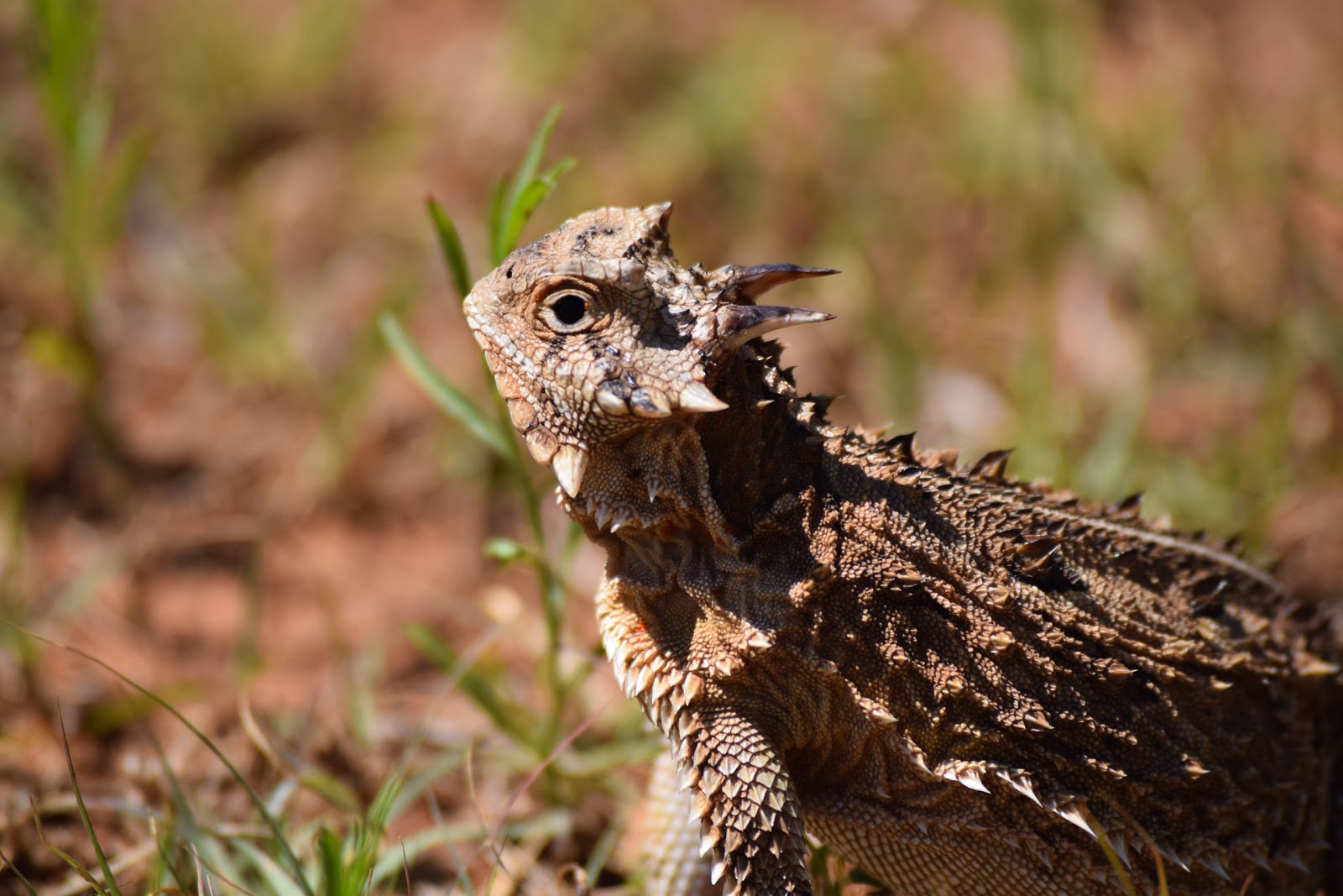 Along Slap Out Gully: We called them horny toads