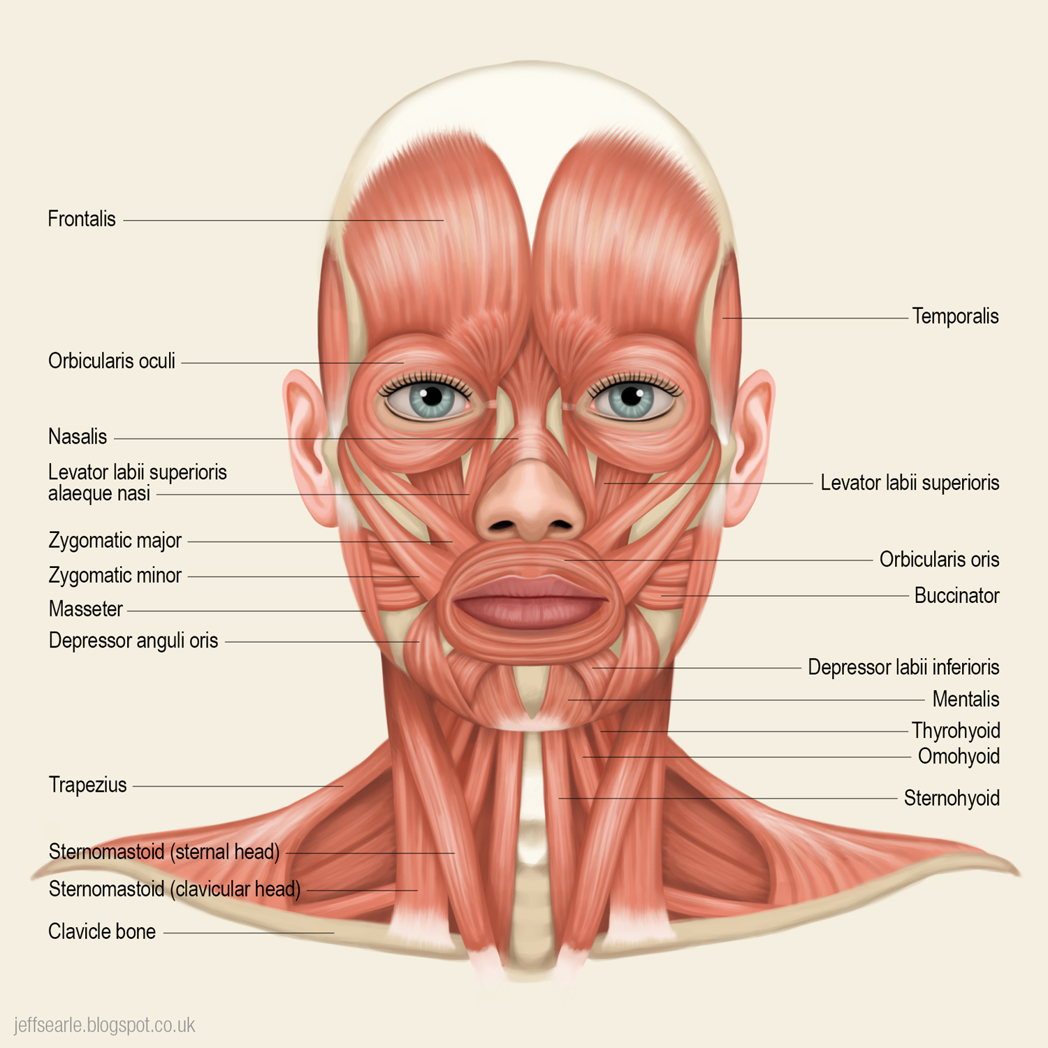 Facial Expression Muscles 39